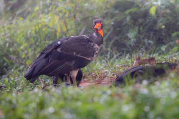 King vulture, Sarcoramphus papa, large bird found in Central and South America. Flying bird, forest in the background. Wildlife scene from tropic nature. Red head bird. Condor with open wing, Panama