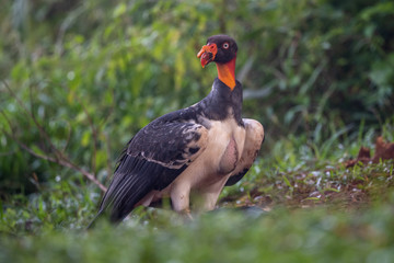 King vulture, Sarcoramphus papa, large bird found in Central and South America. Flying bird, forest in the background. Wildlife scene from tropic nature. Red head bird. Condor with open wing, Panama