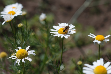 bee on chamomile, on chamomile field.