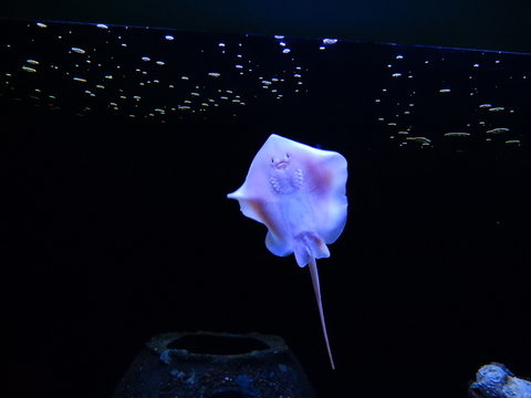 uśmiechnięta płaszczka