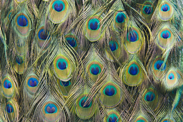 Obraz premium Peacock feathers for background