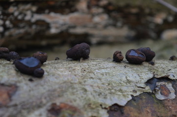 Gemeiner Schmutzbecherling (Bulgaria inquinans)