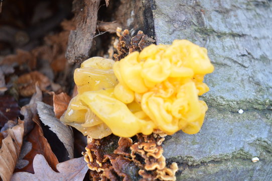 Goldgelber Zitterling (Tremella mesenterica) Baumpilz