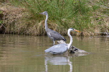 Heron - Pont de Gau - Camargue - France