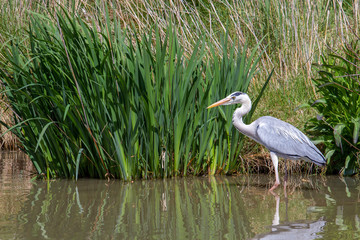 Heron - Pont de Gau - Camargue - France