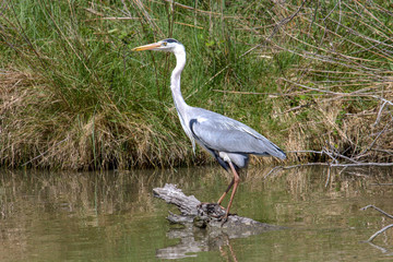 Heron - Pont de Gau - Camargue - France