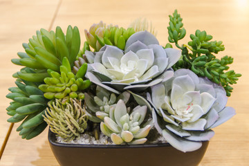 Cactus in a pot