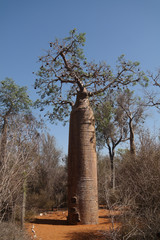 Paysage avec Adansonia grandidieri baobab dans le parc national de Reniala, Toliara, Madagascar