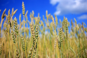 Ripe rye ears in a field