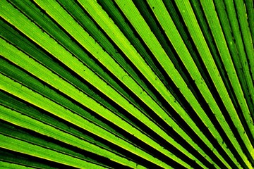 Obraz premium Lines and textures of green palm leaves