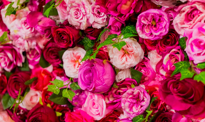 Pink and Purple Roses for Romantic Valentines Day