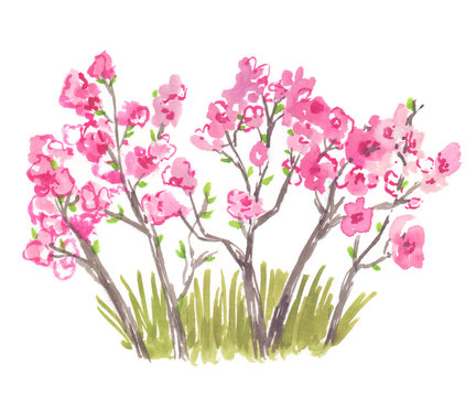 Blooming pink cherry tree branches and fresh green grass. Illustration painted in watercolor on clean white background