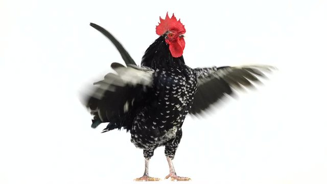 shabo rooster rotate on white screen