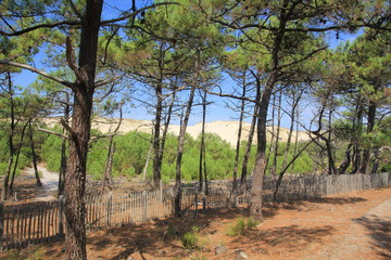 Fototapeta na wymiar Pins près de la dune du Pilat