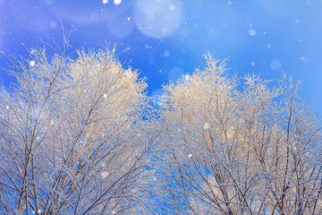 Snow-covered birch branches against blue sky