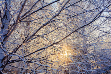 Snow-covered birch branches against blue sky