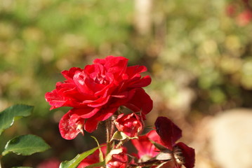 Rose sentifolia