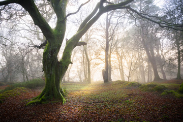 Sun Rise on Mystical Woods