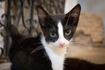 Petit chaton noir et blanc