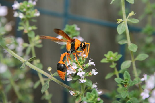 Orange Potter Wasp 'Eumenes latreilli'