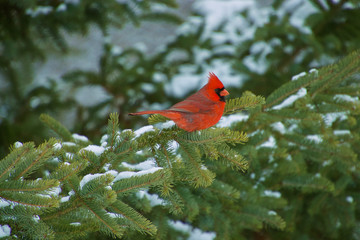 Christmas Male Cardinal