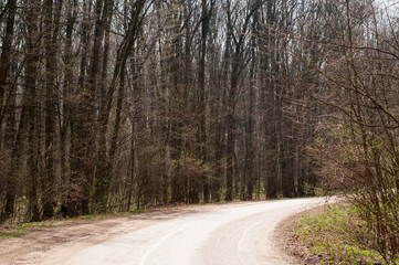 The road to the forest. Spring forest