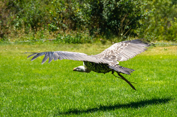 vulture flying low over the grass