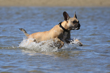 Hund tobt im Meer