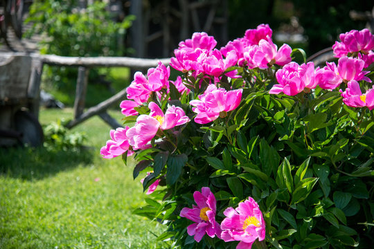 Rustic garden in spring with blooming pink peonies and green grass