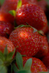 Fraise / Fraisier