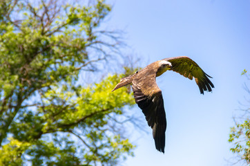 A hawk in flight