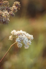 flowers of wild carrot are growing on the Sunny summer field