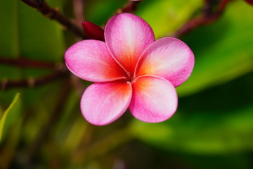 Fragrant blossoms of white and pink frangipani flowers, also called plumeria and melia