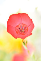 Obraz premium pink flower