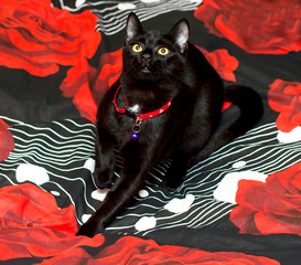 portrait of a black cat on a black and red bed