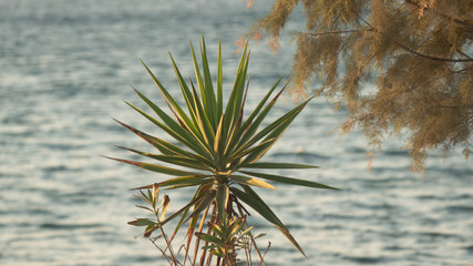 Plante palmier en bord de mer