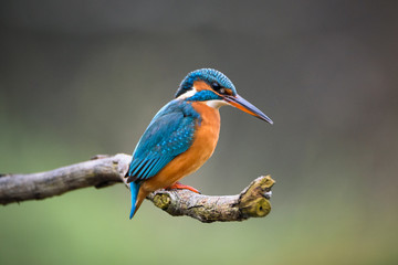 Kingfisher on a branch