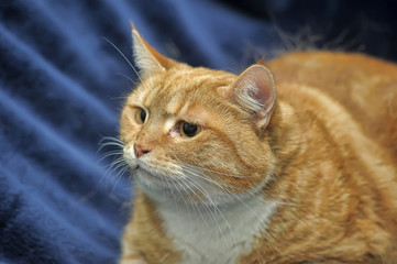 thick red cat on a blue background