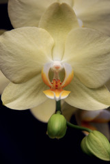 orchidée