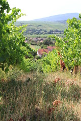 Vignes Alsace