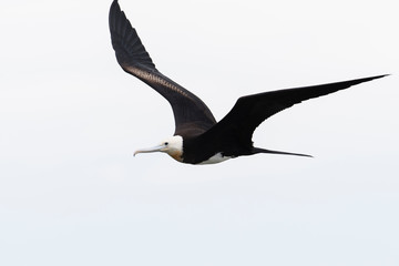 オオグンカンドリ幼鳥