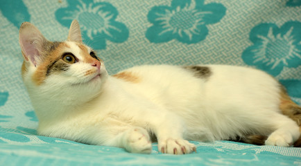 funny three-colored kitten on a blue background
