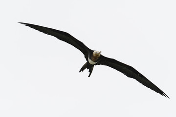 オオグンカンドリ幼鳥(great frigatebird)