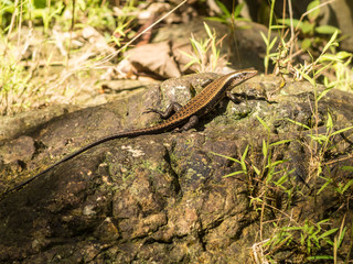 Lizard on stick