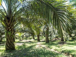 Palm oil plantage