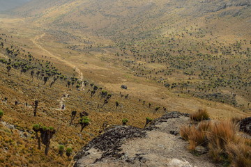 Giant groundsels against a valley background, Mount Kenya