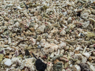 Fototapeta na wymiar small seashells and corals texture