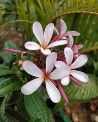 Frangipani or white plameria or rubra acutifolia
