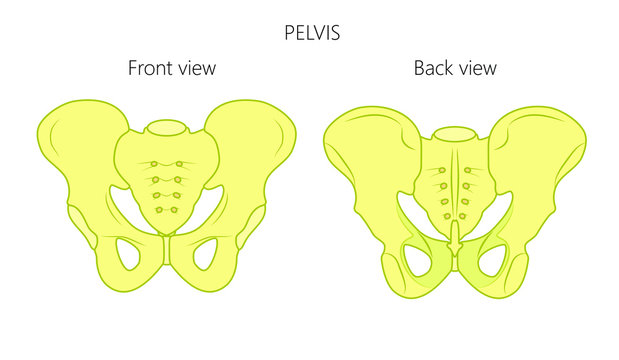 Vector illustration anatomy of a human pelvis. Front and back view of pelvis. For advertising and medical publications