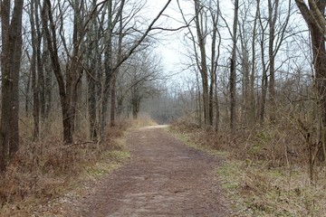 The dirt hiking trail in the forest landscape on a cloudy day.